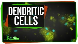 Dendritic Cells: Scishow Talk Show