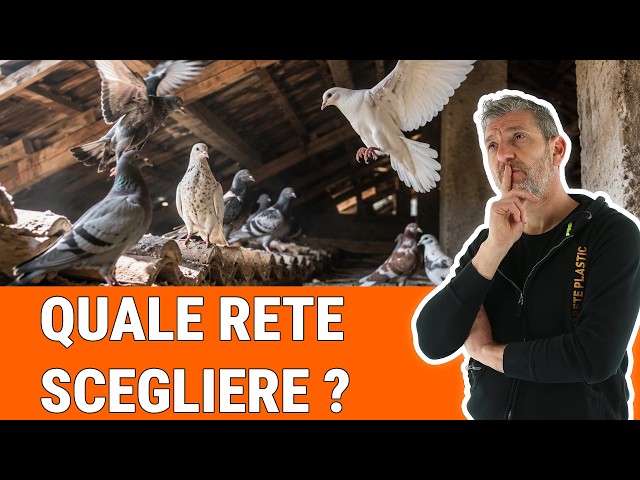 Quale rete scegliere contro i piccioni?