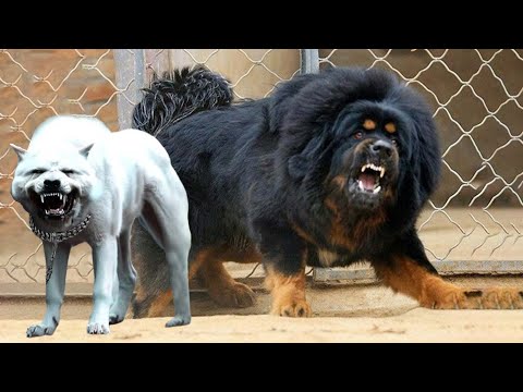 MBWA HATARI ZAIDI DUNIANI, MASHINE YA MAUAJI, HATARI KWA BINADAMU, REKODI ZA KUTISHA