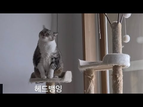 오랜만입니다! 귀여운 맹수 보고가세요.
