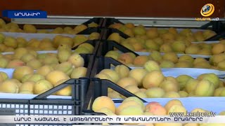 Ծիրանի տոննաներով բերքը Հայաստանում չի սպառվում, արտահանելն էլ գրեթե անհնար է