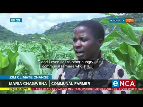 Small grains to tackle Zimbabwe climate change Small grains to tackle Zimbabwe climate change