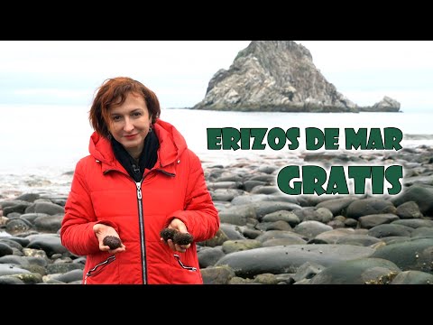 Cómo se recolectan y comen los erizos de mar en Magadan #erizos  #caviar #regalosnatura #