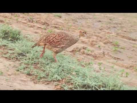 desy titur ke awaj, beautifull titur awab