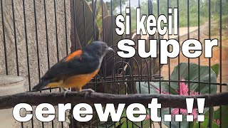 Download lagu kemade bunga api super ngamuk,cocok untuk masteran dan pancingan burung bahan. mp3 Download lagu kemade bunga api super ngamuk,cocok untuk masteran dan pancingan burung bahan. mp3