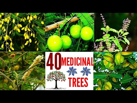 40 Medicinal Trees / Medicinal Plants / Herbal Medicine / Herbs / Ayurveda Medicine / Ayurvedic