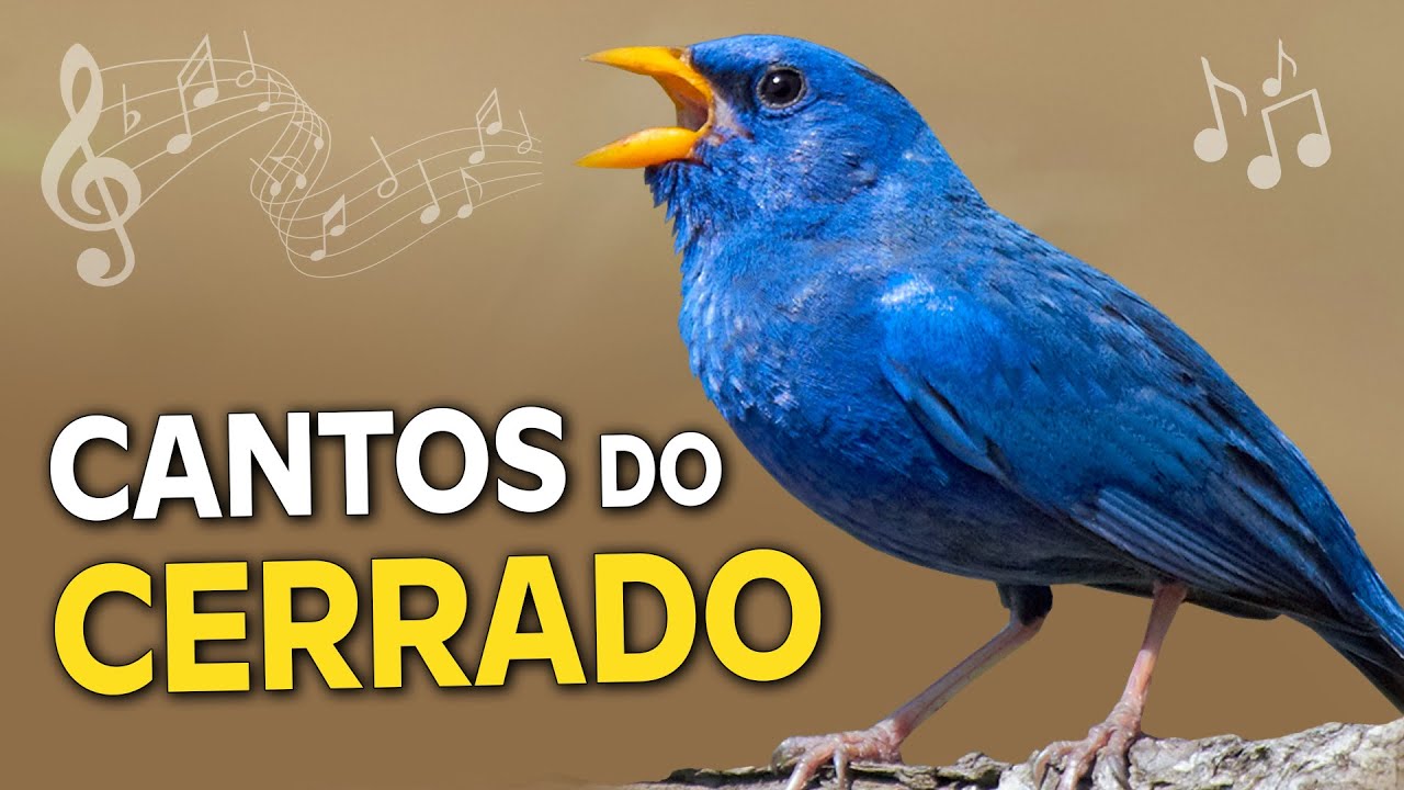 14 CANTOS de AVES DO CERRADO | Campainha-azul, patativa, bandoleta e outros pássaros do centro-oeste