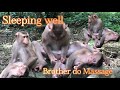 Animals Life Is Beautiful