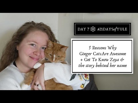 5 Reasons Why Ginger Cats Are Awesome! Get To Know Zoya the story behind her name