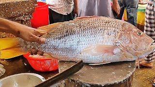 Big Red Snapper Fish Skinning & Chopping By Expert Fish Cutter || Fish Cutting Skills