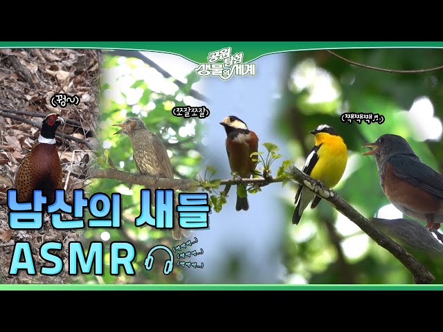 모아왔습니다ㅣ서울의 공원 < 공연(상세) < 영상 | 서울문화포털......... 남산의 터줏대감, 새들의 울음 소리v여기 다 모아왔습니다ㅣ서울의 공원