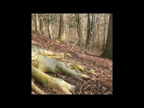 The Beech tree (Fagus sylvatica)