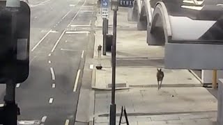 video: Watch: Kangaroo hops through empty streets in Adelaide