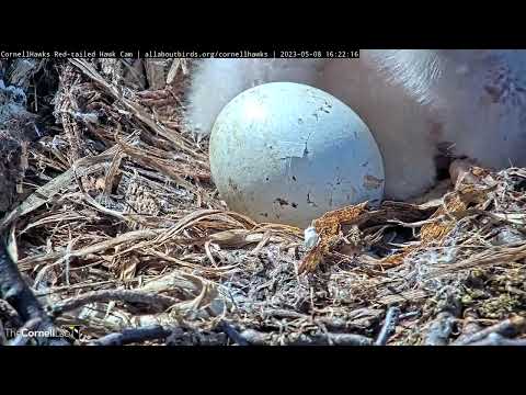 Egg #3 Begins Pipping At Cornell Hawks Nest | May 8, 2023