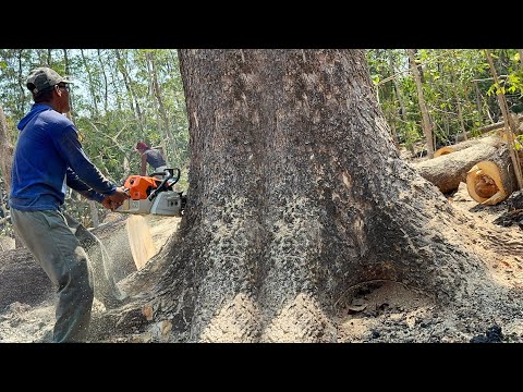 Hard work... Cut down huge trembesi tree, Stihl ms881 & Husqvarna 395xp chainsaw.