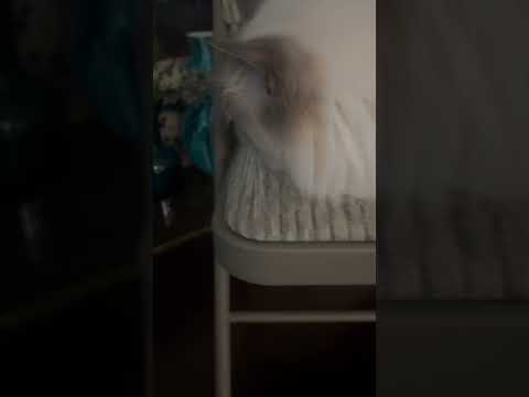 Hunger Games: The Cat Edition – Eating Isn't a Crime! #cats #catlover #catvideos