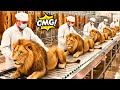 Inside the Lion Skin Factory - How It Became a Million Dollar Luxury Good | Mass Production