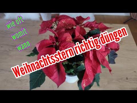 Poinsettia fertilize with what and how often CAUTION do not overfertilize Poinsettia