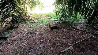 Download lagu Penjejak Rimba kills by TM mp3