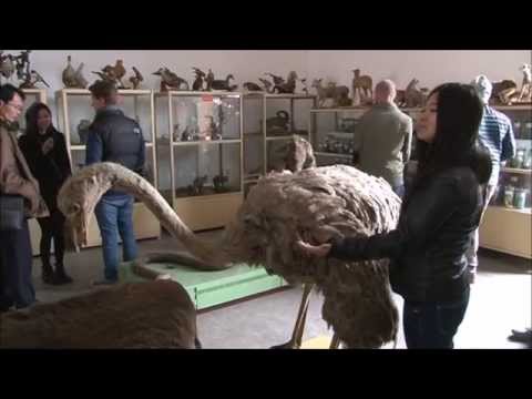 Inside North Korea: badly stuffed animals