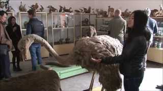 preview picture of video 'North Korea tour: taxidermy in Pyongsong'