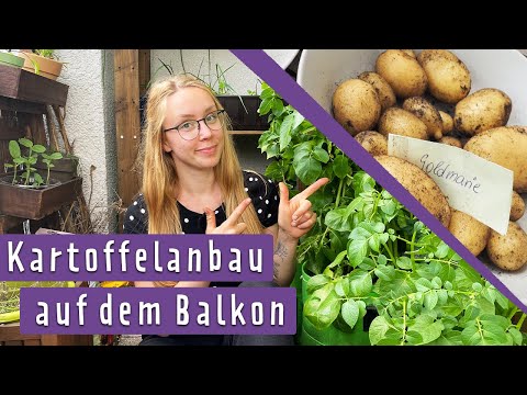 Kartoffeln anbauen auf dem Balkon - das Experiment mit Pflanzsack und Kartoffeltopf!