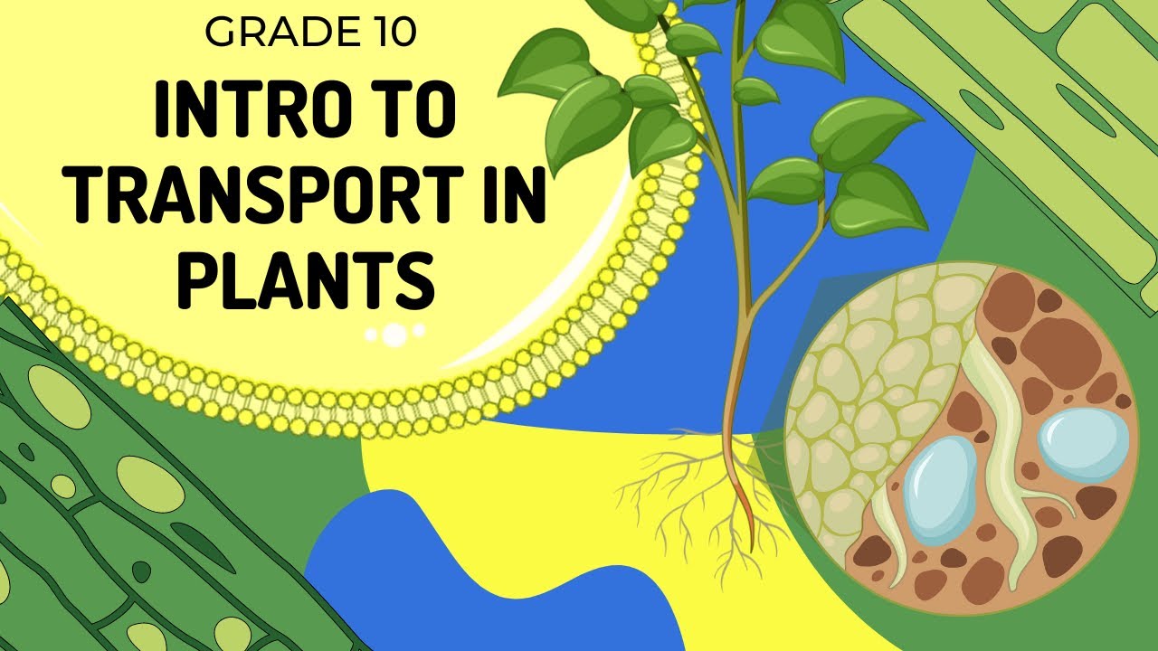 INTRO TO TRANSPORT IN PLANTS | The Root Hair Cell