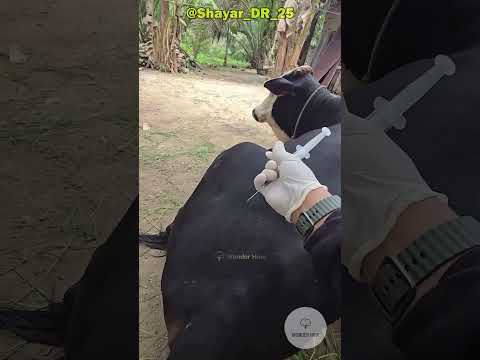 Painless COW INJECTION ?! #facts #cow #gaumata #amazing #veterinary #interestingfacts #vet
