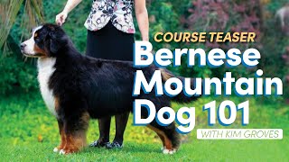 How to Groom Your Bernese Mountain Dog - Introduction to our course!