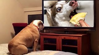 Funniest Dogs Reaction Video | My Stupid Dog Gets Angry With Foods | Pets Island