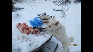 ВСЕ СОБЫ ЗАНЯТЫ ВКУСНЯШКАМИ.