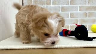 ハーフ犬の動画01