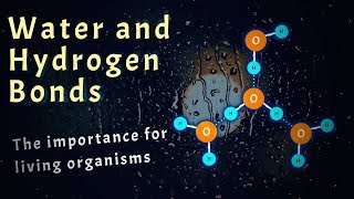 Water and Hydrogen Bonds (The Importance for Living Organisms)