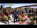کابل کې د ۵ پسونو مرسته Five Sheep For Poor S Kabul