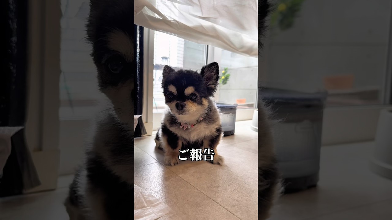 気をつけていたのに… #チワワ #犬 #犬のいる生活 #胆泥症 #犬の病気 #胆嚢粘液嚢腫