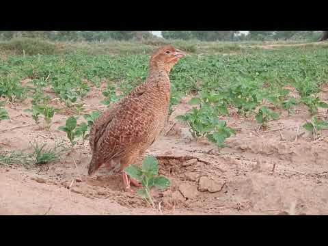 francolin irani teetar voice, titur awab
