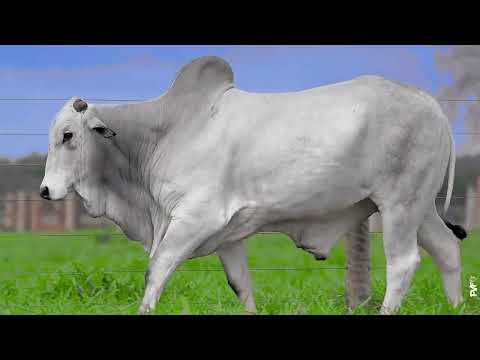 TOURO TOURO NELORE - 624 FIV ACN - ACNN 624