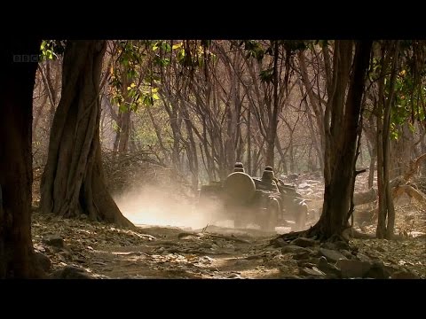 Natural World 2012 Queen of Tigers  Full Documentary
