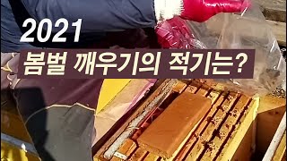 2021 봄벌깨우기의 적기는 언제가 좋을까?
