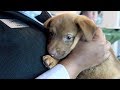 6 Puppies Get Rescued By Plane