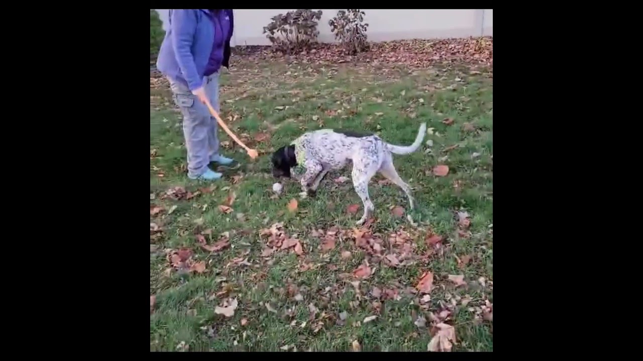 Enlarge Benny, a Adoptable mixed breed in Greensburg, PA video 6/6