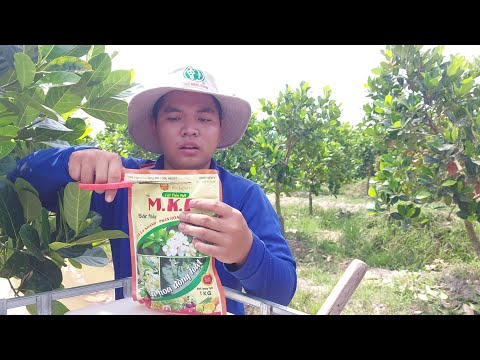 Sau Khi Tưới Gốc 10-60-10 Thì 7 Ngày Sau Phun Bộ Tạo Mầm Hoa-Cách Phân và Phun Tạo Mầm Hoa Cho Mít
