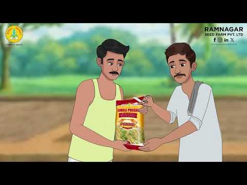 Improved Paddy – Panna