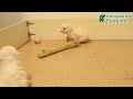 Bichon Frise dogs for sale: Fay - Video 1