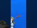 Dwarf Seahorse #saltwatertank#divingscene#marine#shark#diving#underwater#saltwater#ocean#seacreature