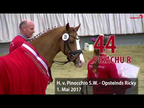 Pinocchio's Prince:PINOCCHIO S.W. x OOSTEINDS RICKY