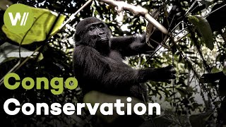 Congo: Protecting the Gorilla Forests | Paradise Preserved (1/5)