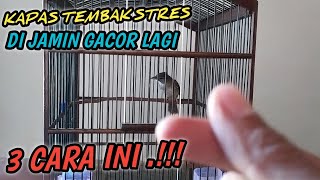 Download lagu Cara mengembalikan mental burung kapas tembak stres mp3