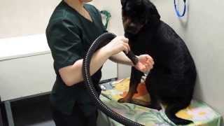 preview picture of video 'Hund dusch på AlfaVeta Veterinärkliniken i Oxie'