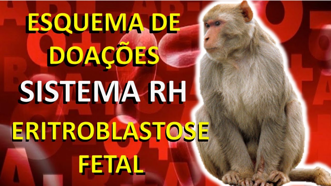 17- Fator Rh e esquema de doações -- Aula rápida!